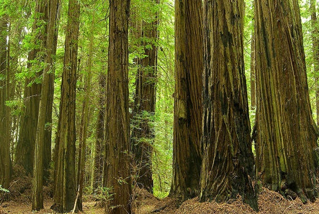Redwoods can grow up to 150 metres tall 