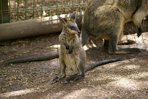 Travel News - roo1 The baby kangaroo was found by police inside its mother's pouch after she had been knocked down and killed by a truck near the town of Cue in Western Australia