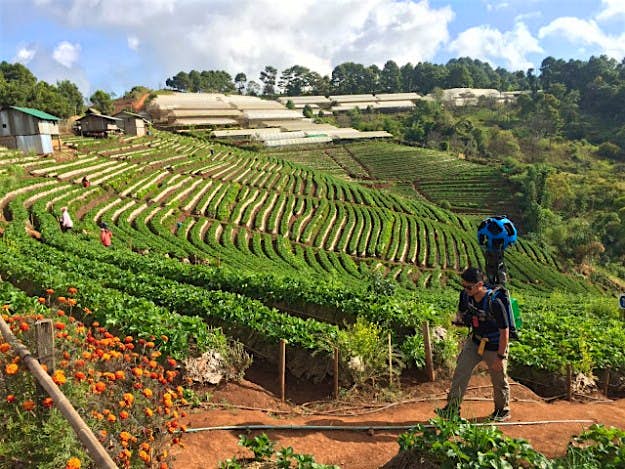 Travel News - thai2 Strawberry fields.