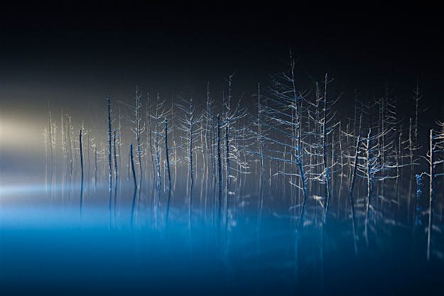 Travel News - 06 When a Japanese larch's twig was exposed to illumination, looked like hands and feet. it was like the ballet dancer. Location: Biei, Hokkaido, Japan