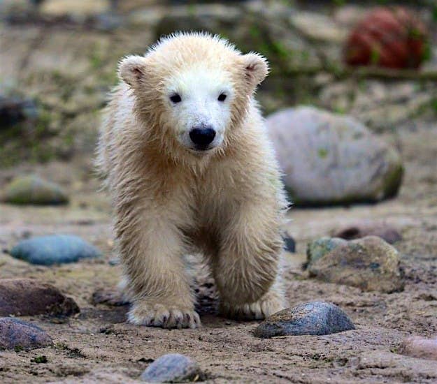 Travel News - 12923266_1018519458183507_1768471127195975358_n Lili, the baby polar bear