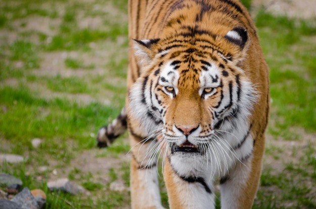 tigers