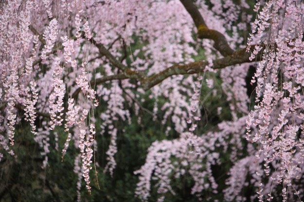 Kyoto Imperial Palace