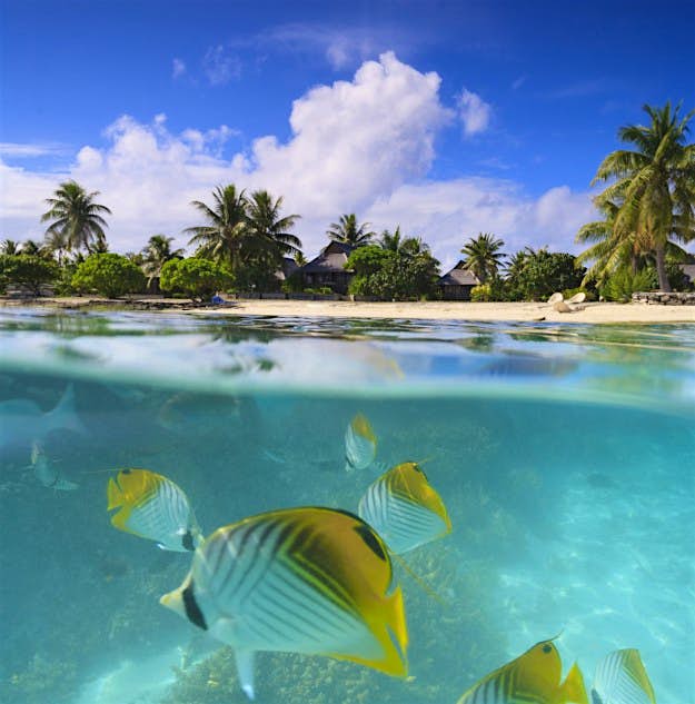 Travel News - GettyRF_470620813 Colourful fish swimming in tropical water, Bora Bora, French Polynesia.