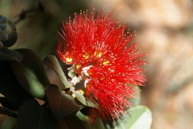 Ohia blossom.