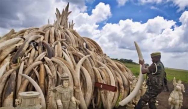 Travel News - elephant Ivory stockpile that President Kenyatta will be burning tomorrow