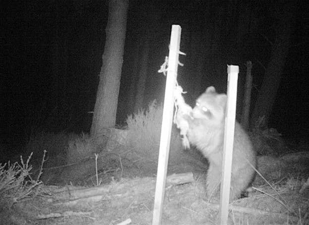 Travel News - Raccoon spotted An escaped racoon in Scotland