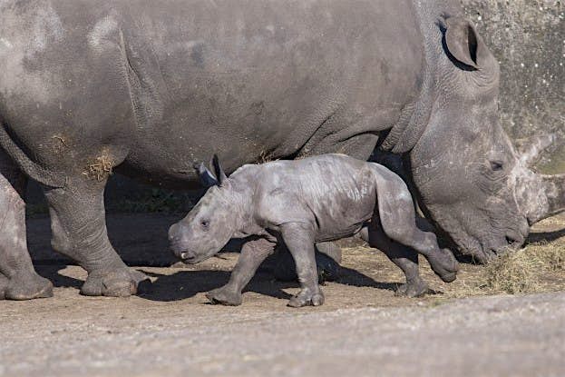 Travel News - Baby White Rhino at West Midlands Safari Park West Midlands Safari Park welcomes a newborn male southern white baby rhino
