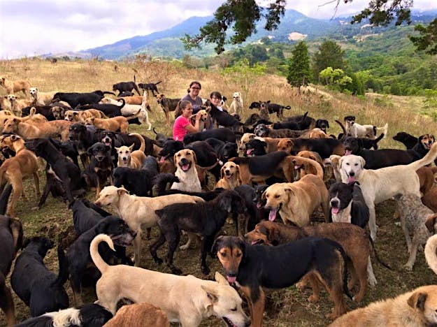 Travel News - pic 6 Costa Rica's dog sanctuary