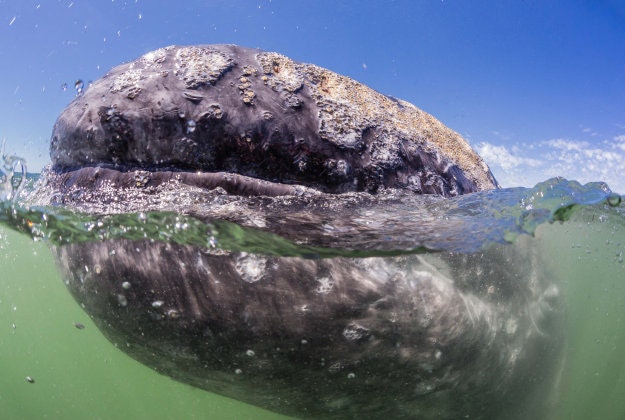Close encounter with a friendly gray whale.