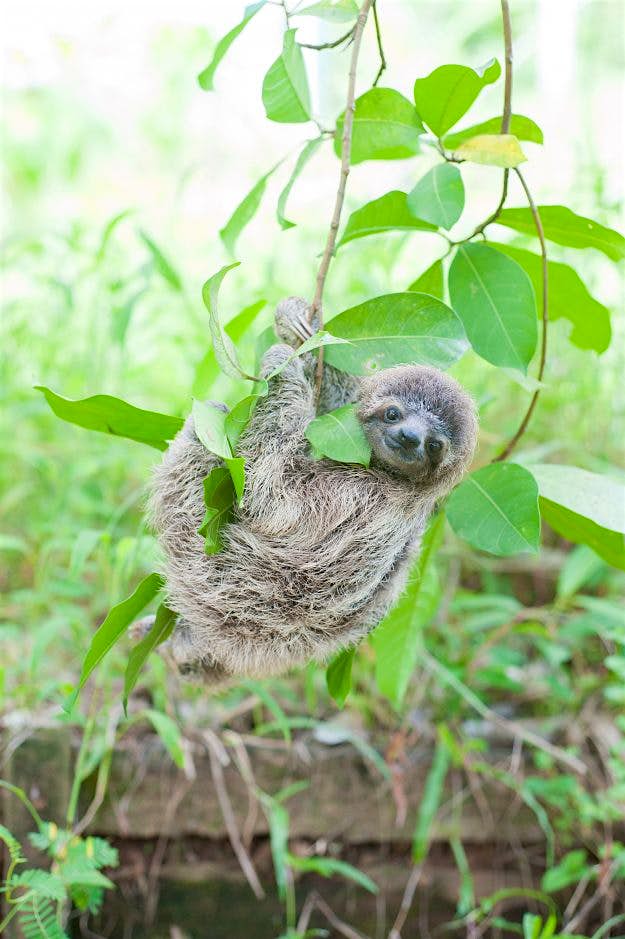 Travel News - #53 Chuck dangling in tree Chuck dangling in a tree - from Slothlove by Sam Trull