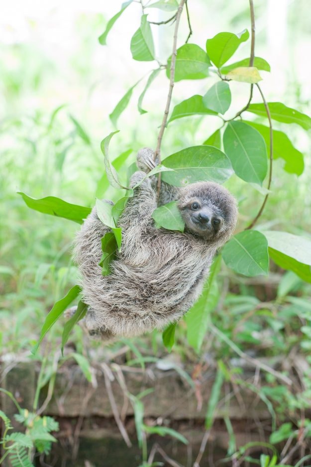 Chuck dangling in a tree - from Slothlove by Sam Trull