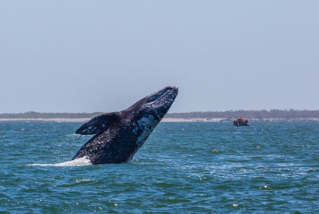 Up close with a gray whale.