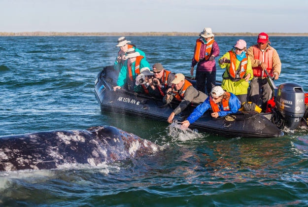 Gray whale encounter in Baja California.