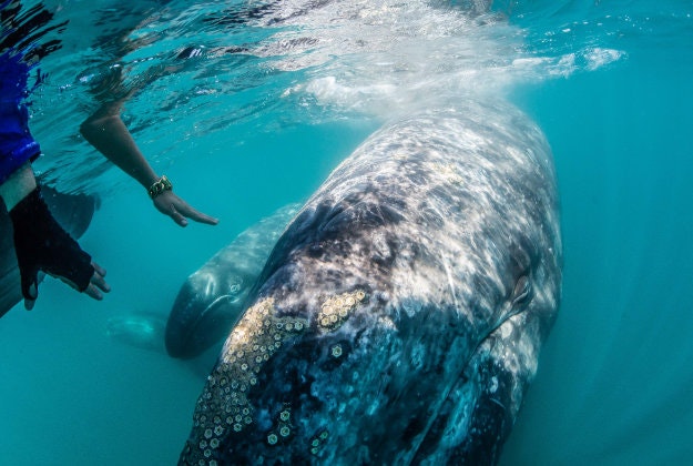 Gray whales