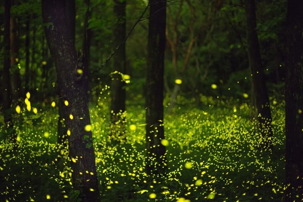 Fireflies glitter in a forest