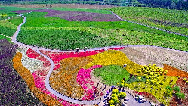Travel News - GettyImages-531824760 Aerial view of wide area of flowers near Shisanling reservoir in Changping District on May 16, 2016 in Beijing, China. Blooming flowers attracted visitors in Beijing.