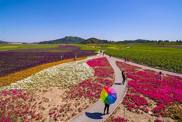 Travel News - GettyImages-531824782 Aerial view of wide area of flowers near Shisanling reservoir in Changping District on May 16, 2016 in Beijing, China. Blooming flowers attracted visitors in Beijing.