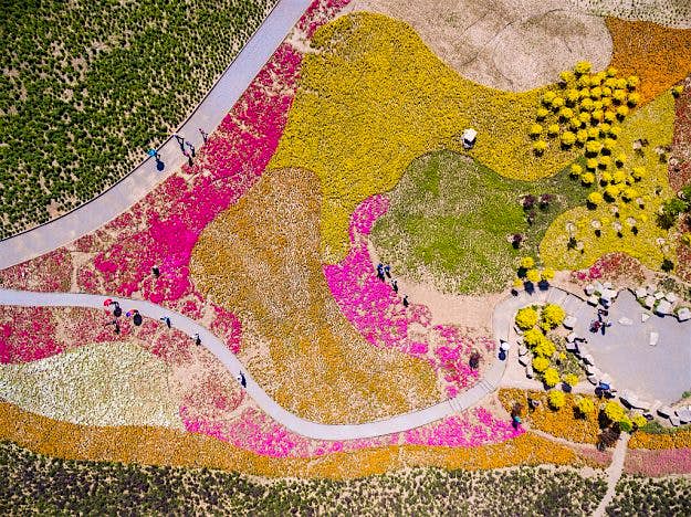Travel News - GettyImages-531824796 Aerial view of wide area of flowers near Shisanling reservoir in Changping District on May 16, 2016 in Beijing, China. Blooming flowers attracted visitors in Beijing.