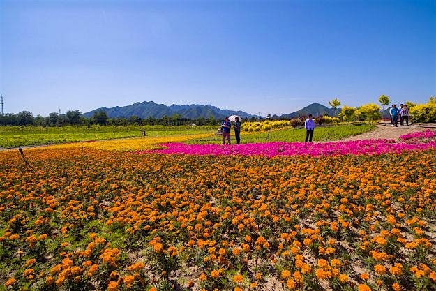 Travel News - GettyImages-531824800 Aerial view of wide area of flowers near Shisanling reservoir in Changping District on May 16, 2016 in Beijing, China. Blooming flowers attracted visitors in Beijing.