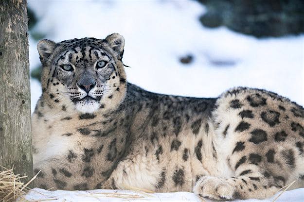 Travel News - Snow Leopard Eric Kilby Snow Leopards