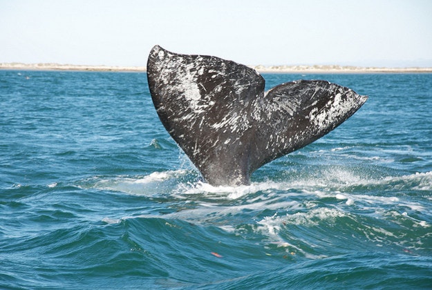 Fluke of a gray whale in the El Vizcaíno Biosphere Reserve in Mexico