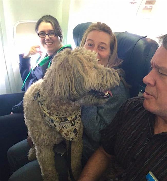 Travel News - facebook.com 13179298_10153469149965966_9051751781839801743_n A dog being evacuated from Fort McMurray by Canadian North: Image: Canadian North Facebook