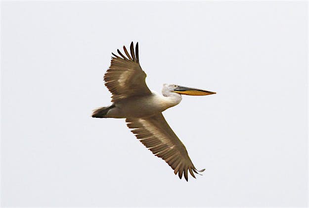 Travel News - pel1 A red-billed Dalmatian Pelican was spotted for the first time in centuries in Britain at the weekend