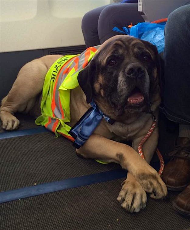 Travel News - twitter.com-ChyMF4ZVIAIaE7e- A dog being transported by Canadian North airline following the Fort McMurray evacuation: Image: Canadian North Twitter