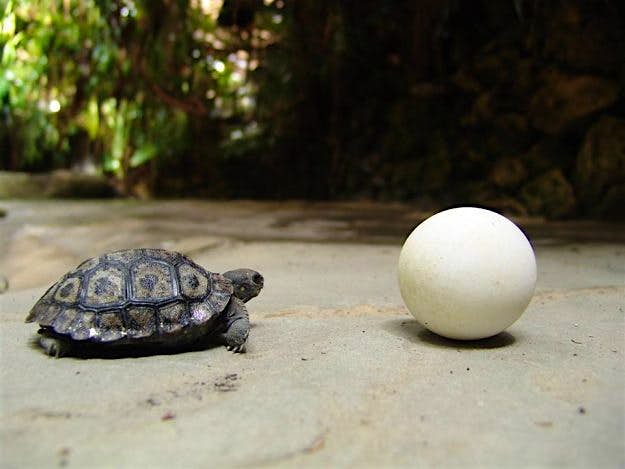 Travel News - zoozurich1 A Galapagos Giant Tortoise named Nigrita has become a mother again aged 80.