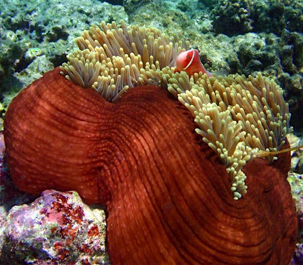 Travel News - great-barrier-reef-07201412-025020_original.jpg Fish near coral, Great Barrier Reef