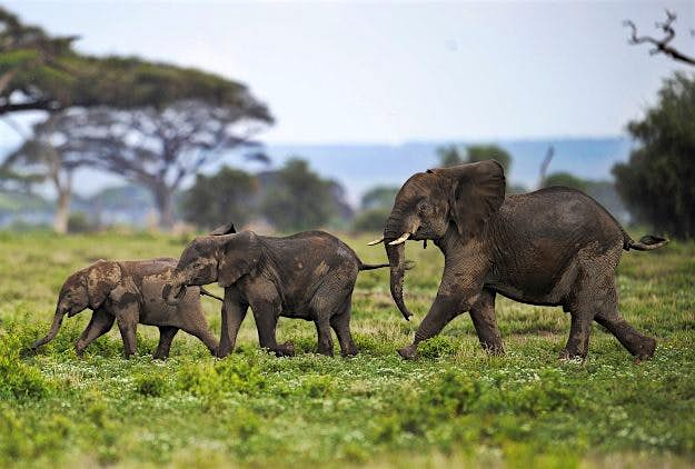 Travel News - KENYA-ELEPHANTS-POACHING 500 elephants will be relocated to a nature reserve in Malawi.