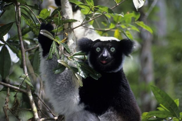 Travel News - Madagascar, Perinet Reserve, Rain Forest, Indri In Tree,