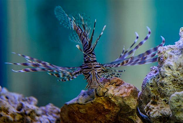 Travel News - CUBA-ENVIRONMENT-LIONFISH-GASTRONOMY A lionfish in a tank (YAMIL LAGE/AFP/Getty Images)