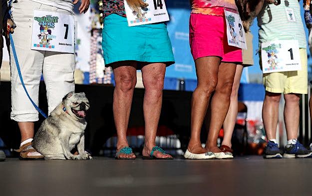 Travel News - Canines Compete In World's Ugliest Dog Contest Grovie from Santa Rosa, California (Justin Sullivan/Getty Images)