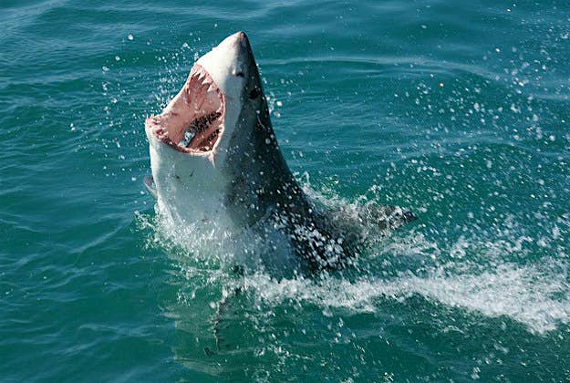 Travel News - Great White Travelbag Ltd Great white shark.