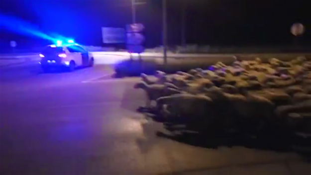 Travel News - IMG_1679 Police arriving to round up 1,300 sheep in Huésca, Spain. Image: Web Informativa Policia Local Huesca