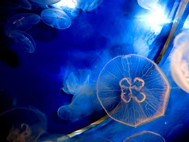 Travel News - Jellyfish Jennifer C. Jellysish numbers on the rise in Spain.