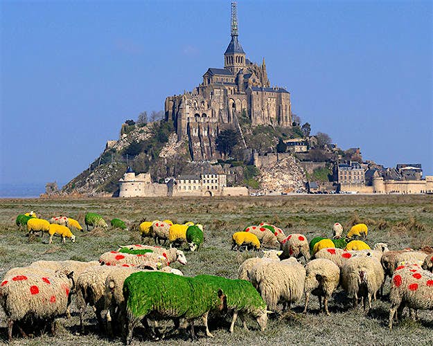 Travel News - Sheep 2 D. Daguier Sheep ready for 2016 Tour de France.
