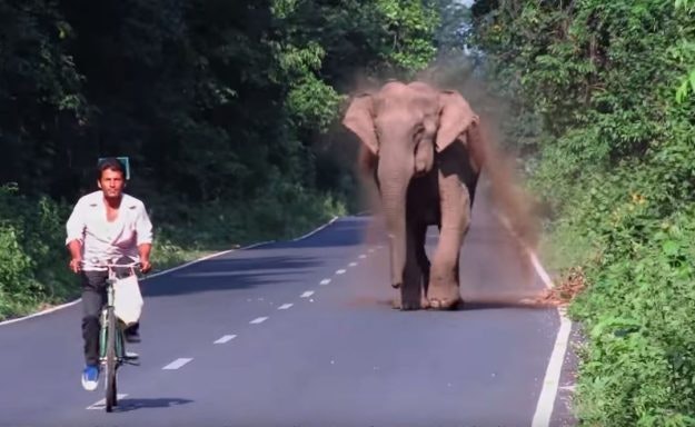 Many cycles furiously away from elephant in West Bengal