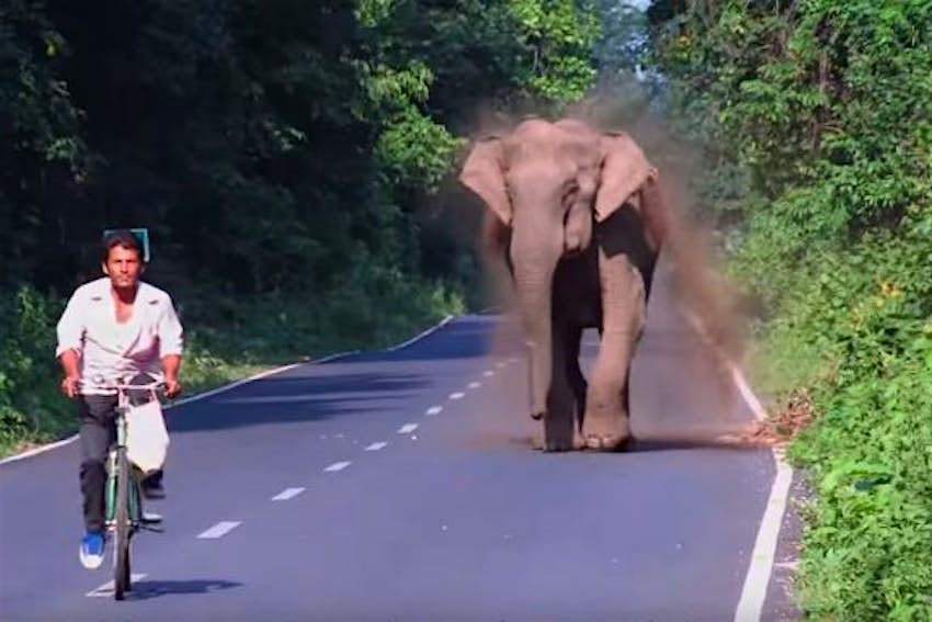உங்களுக்கான கனவுகளும் பலன்களும் பகுதி 43 3 Video shows elephant chasing a cyclist on a road in West Bengal - Lonely  Planet