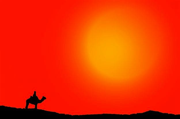 Travel News - Sunset and camel silhouette in Egypt Sunset and camel silhouette in Egypt