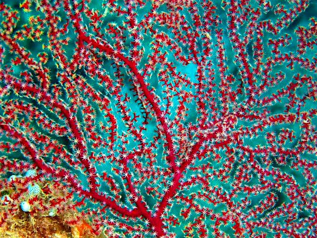 Travel News - Gorgonian coral Gorgonian coral