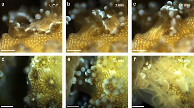 Travel News - ncomms12093-f4 Comparison between lab images (A-C) and images of the coral in their natural habitat (D-F)