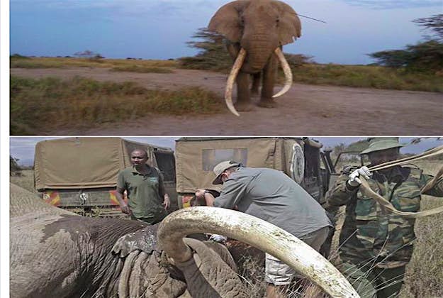 Travel News - shot1 Helping the wounded animals get back to full health