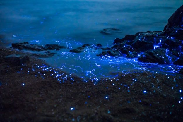 Japanese sea fireflies umihotaru