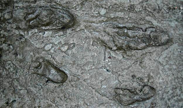 Travel News - 15463530475_26152a9a1a_k Replica of the Hominid fossil footprints discovered in 1978 in Laetoli.