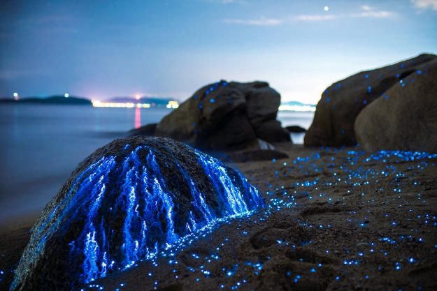 Sea Fireflies Japan