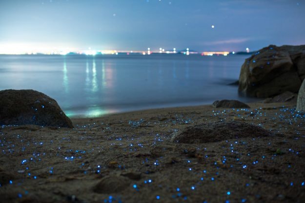 Sea Fireflies in Japan