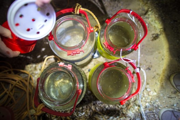 Catching Sea Fireflies Japan